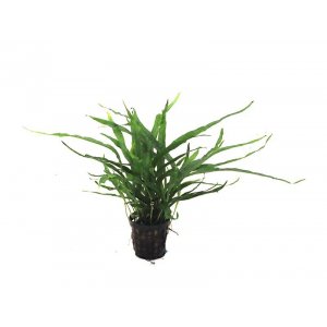 ANUBIAS - MICROSORUM PTEROPUS \'NARROW\'